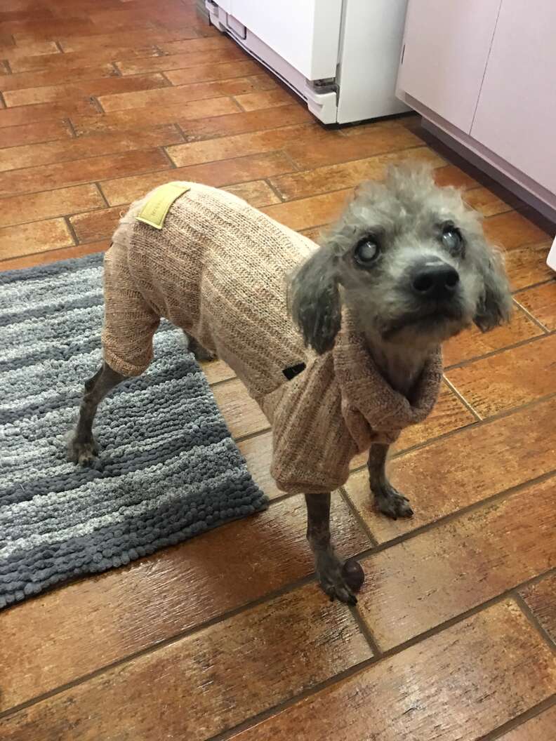Chú chó poodle nhỏ xíu mặc áo len