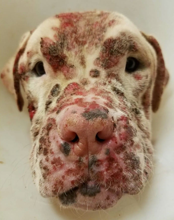 pit-bull-sét-1000-ong-sét-3